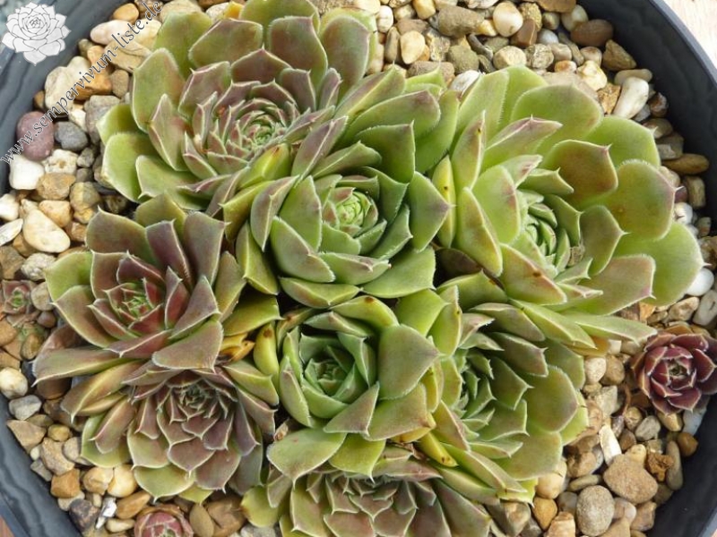 Camelopardalis / Jovi