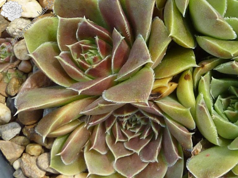 Camelopardalis / Jovi