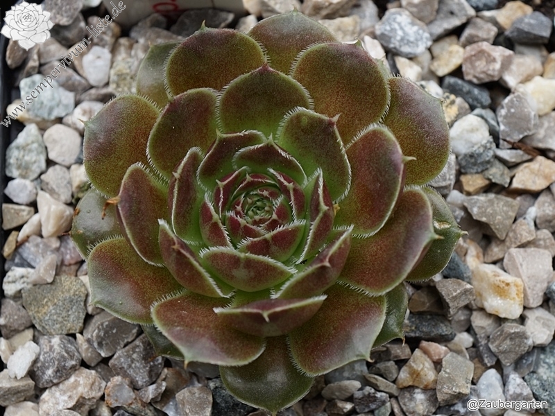 Camelopardalis / Jovi