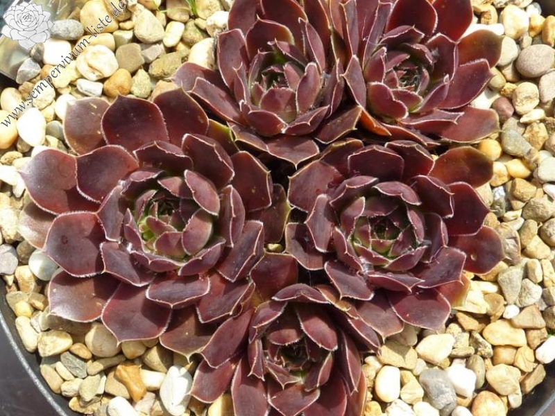 Campi Flegrie / Jovi