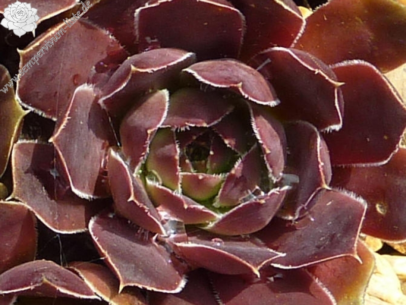 Campi Flegrie / Jovi