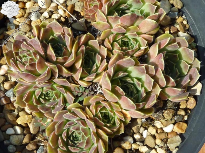 Carl von Linné / Jovi