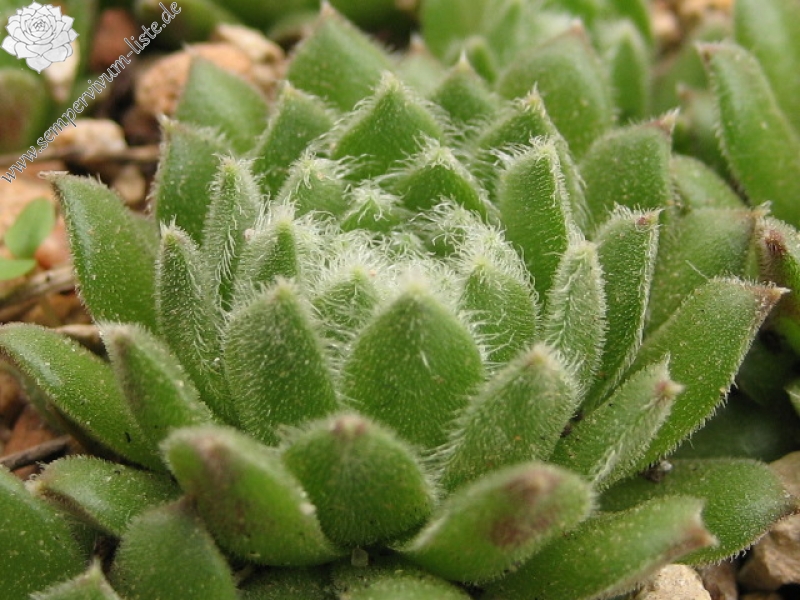 Caspara
