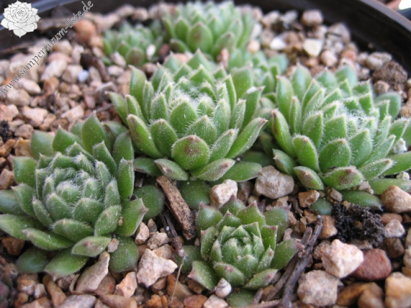 Caspara