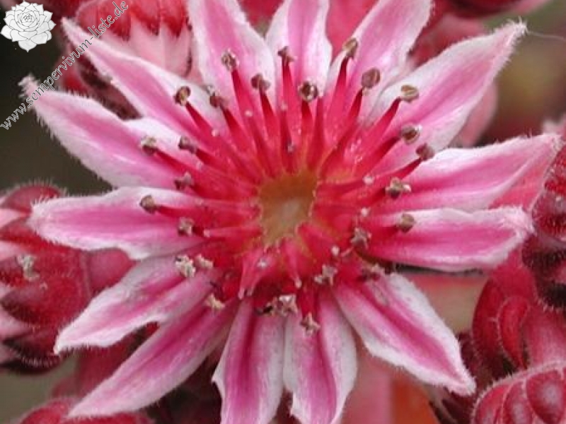 caucasicum from Tscheget