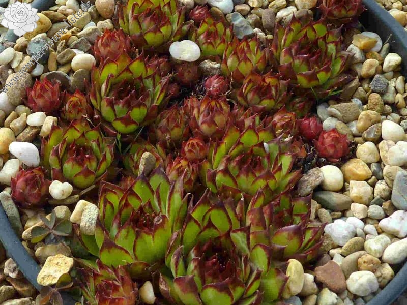 tectorum var. tectorum (clusianum)