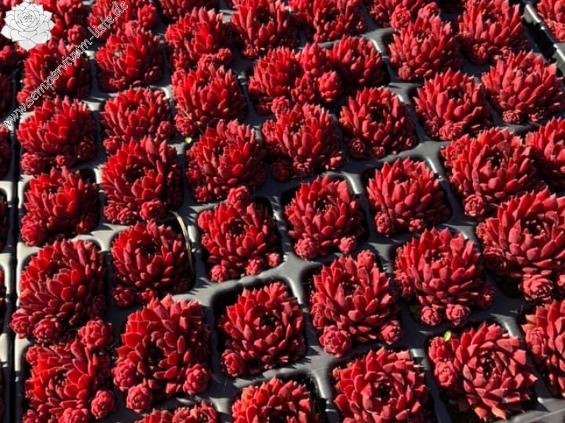 Coral Red®