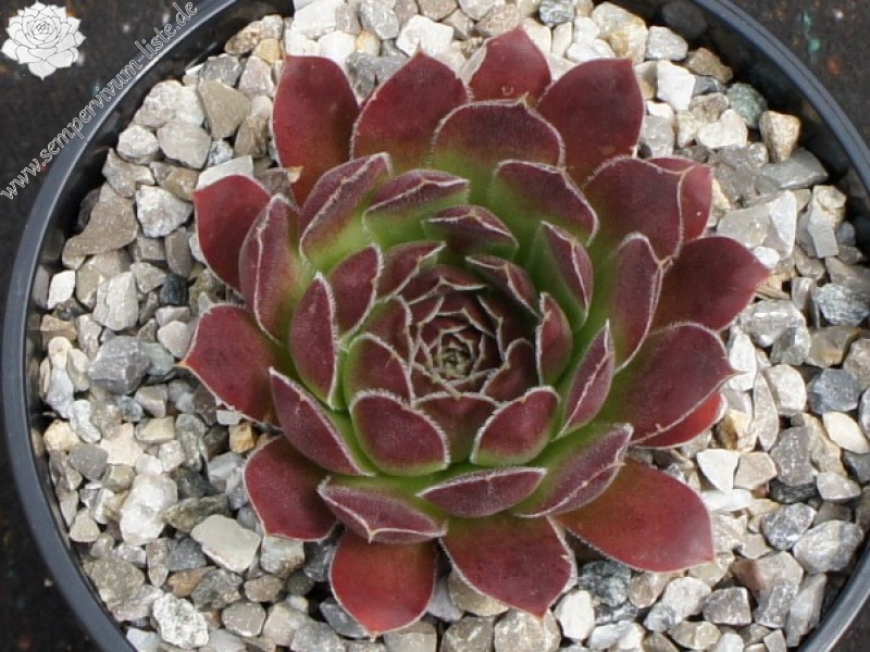 Korspel Vieux Rouge / Jovi
