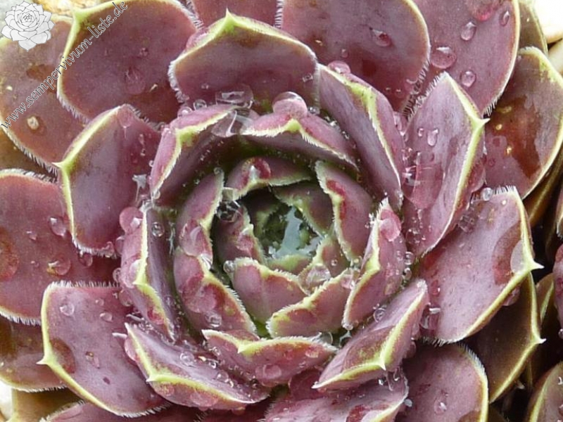 Daglight Splendor / Jovi