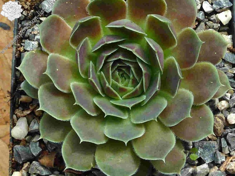 Daglight Splendor / Jovi