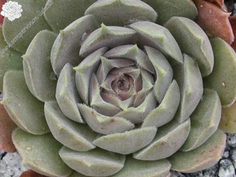 marmoreum ssp. reginae-amaliae (degenianum)