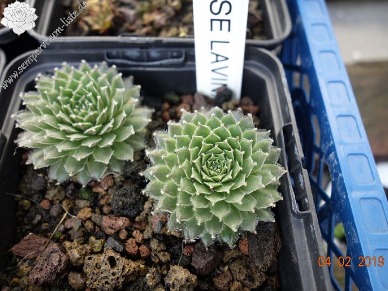 Korspelse Lavina