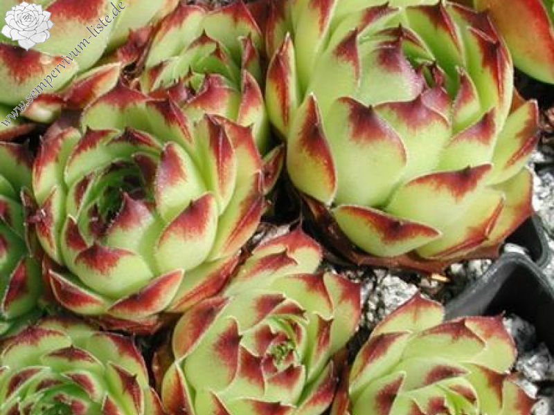 tectorum var. tectorum (erubescens)