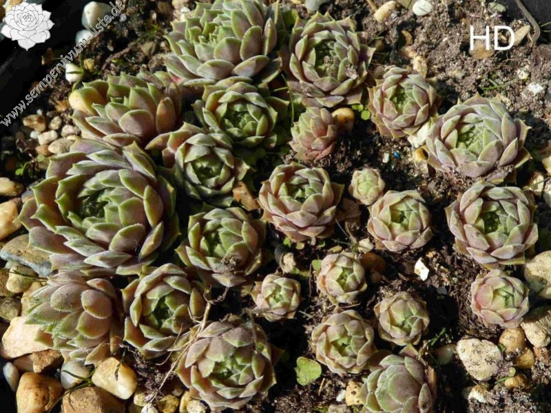 marmoreum ssp. erythraeum