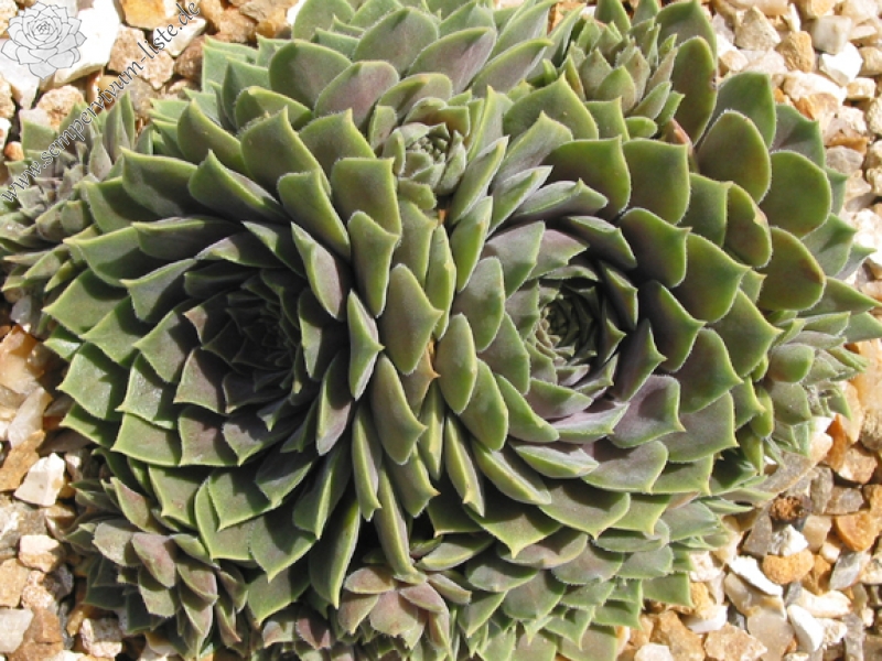 marmoreum ssp. erythraeum