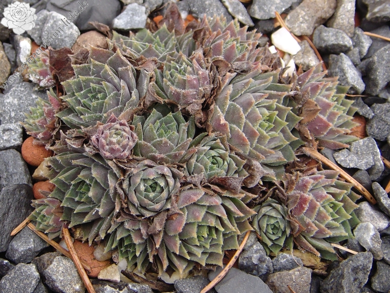 marmoreum ssp. erythraeum