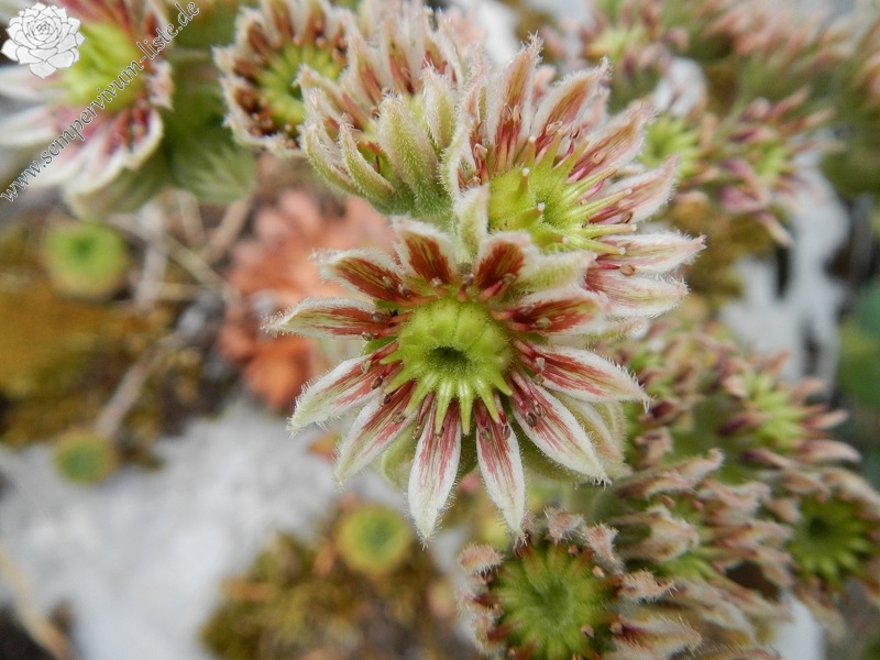 marmoreum ssp. marmoreum (dinaricum) from Mt. Velebit