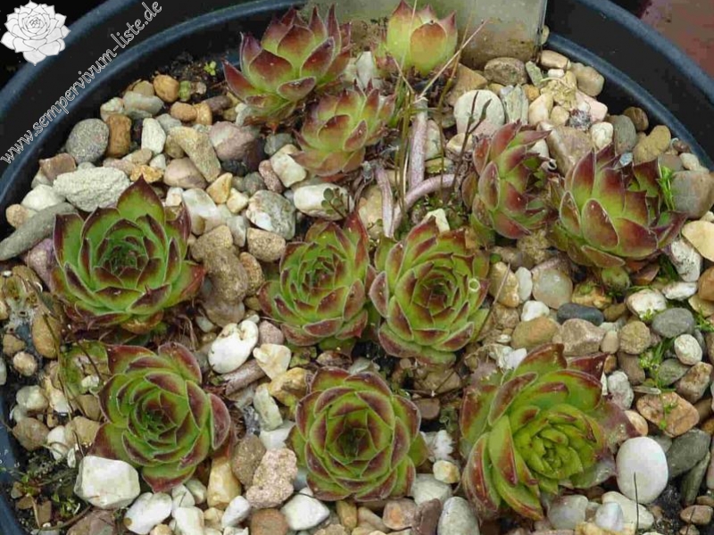 marmoreum ssp. matricum from Füzér