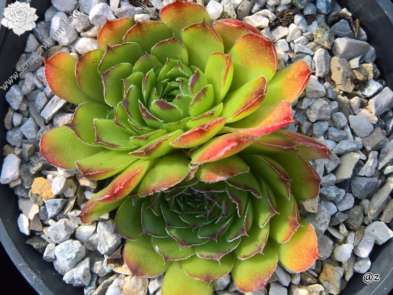 Korspelse Laodamee / Jovi