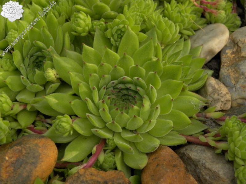 marmoreum ssp. reginae-amaliae (macedonicum) from Stogovo planina