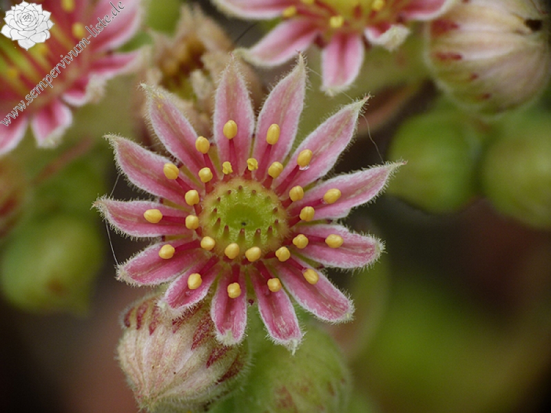 zeleborii from "Glasnevin"