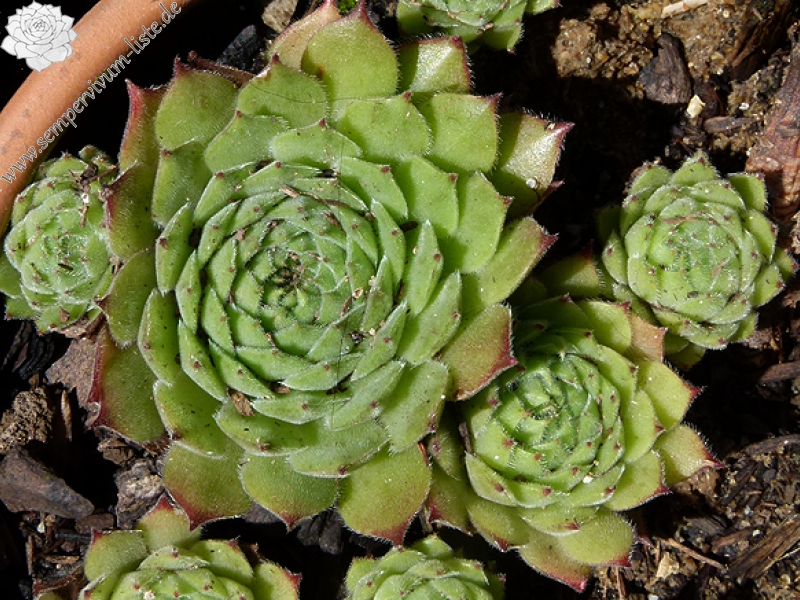 zeleborii from "Glasnevin"