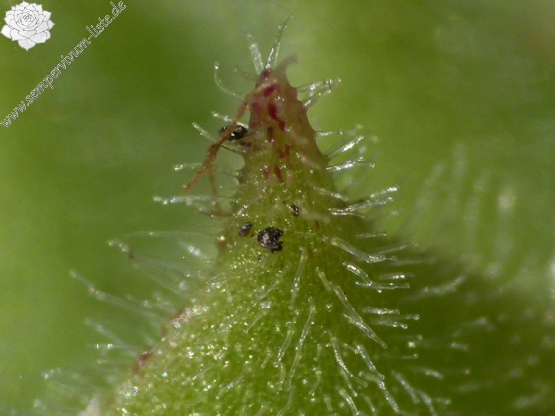 zeleborii from "Glasnevin"