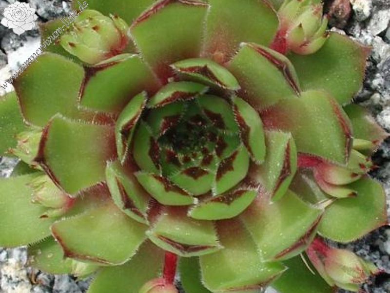 tectorum var. tectorum (glaucum) from "Val Bordolo"