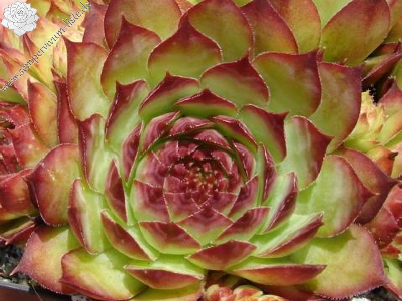 tectorum var. tectorum (glaucum)