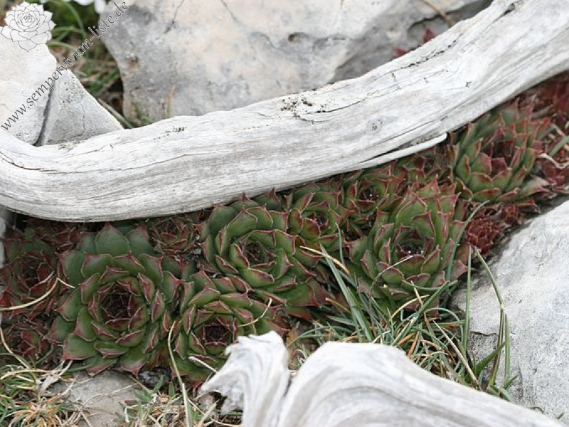 tectorum var. tectorum (guillemotii) from Mont Ventoux
