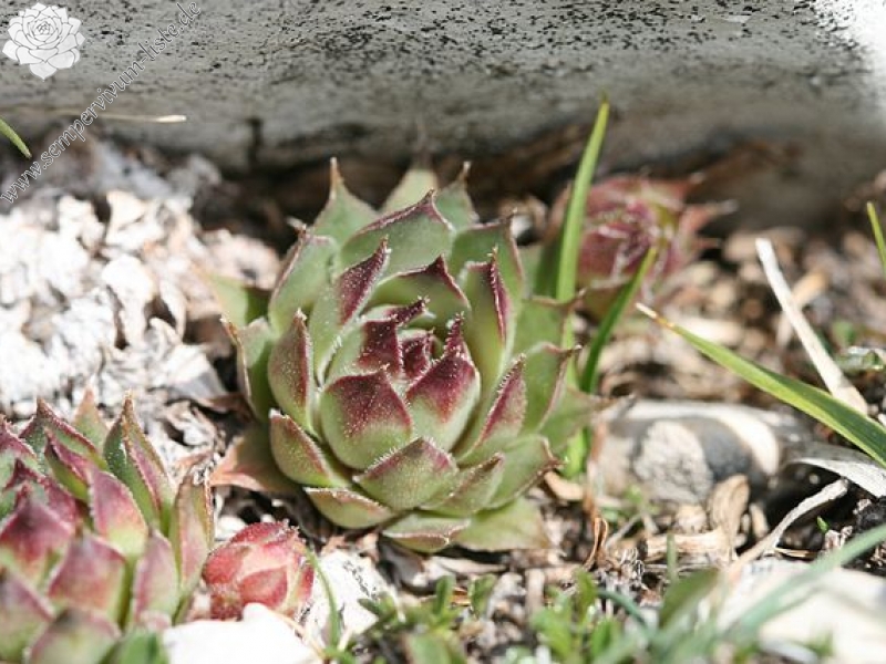 tectorum var. tectorum (guillemotii) from Mont Ventoux