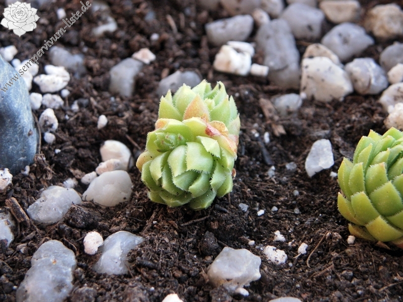 Cora Sun-Drop / Jovi