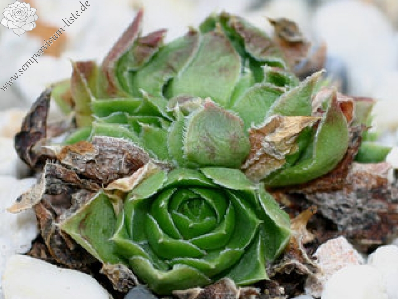 Lovely Green / Jovi
