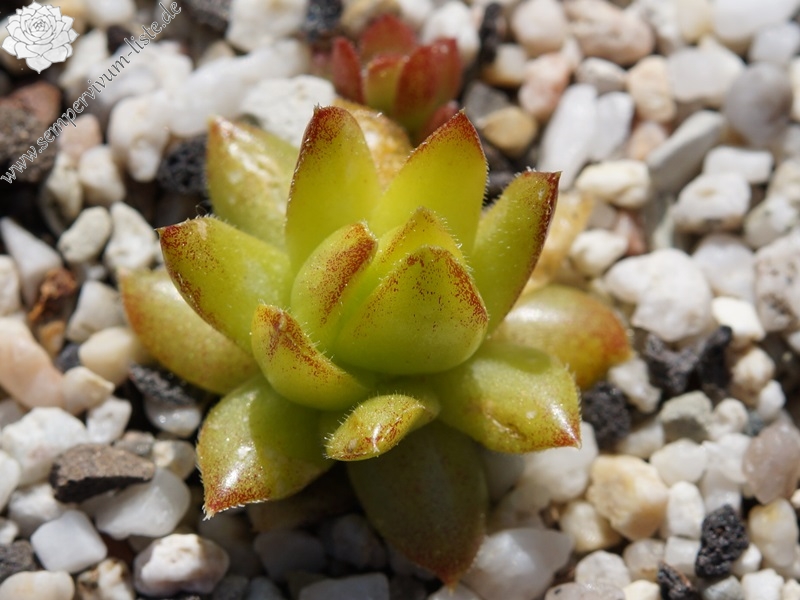 Cora Sun-Drop / Jovi