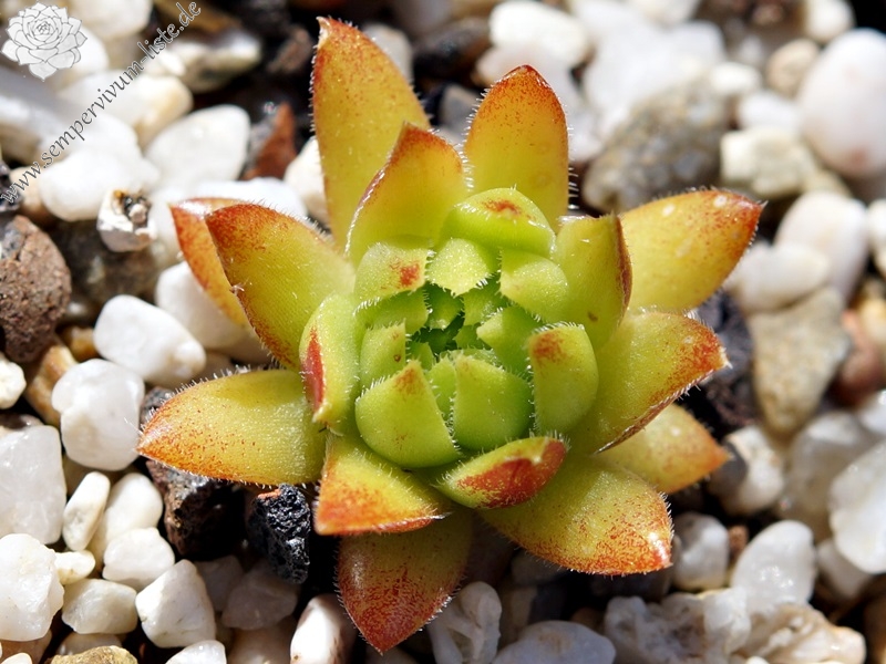 Cora Sun-Drop / Jovi