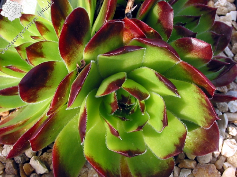 Lovely Green / Jovi