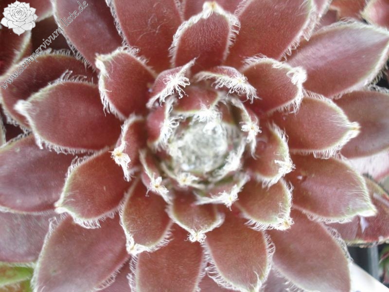 Lutisse
