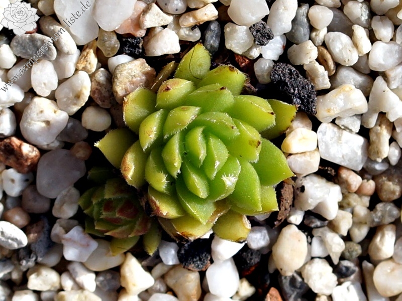 Cora Sun-Drop / Jovi