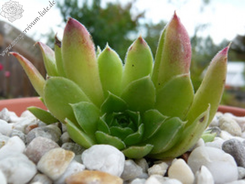 Lovely Green / Jovi