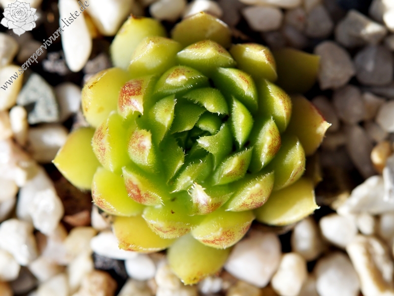 Cora Sun-Drop / Jovi