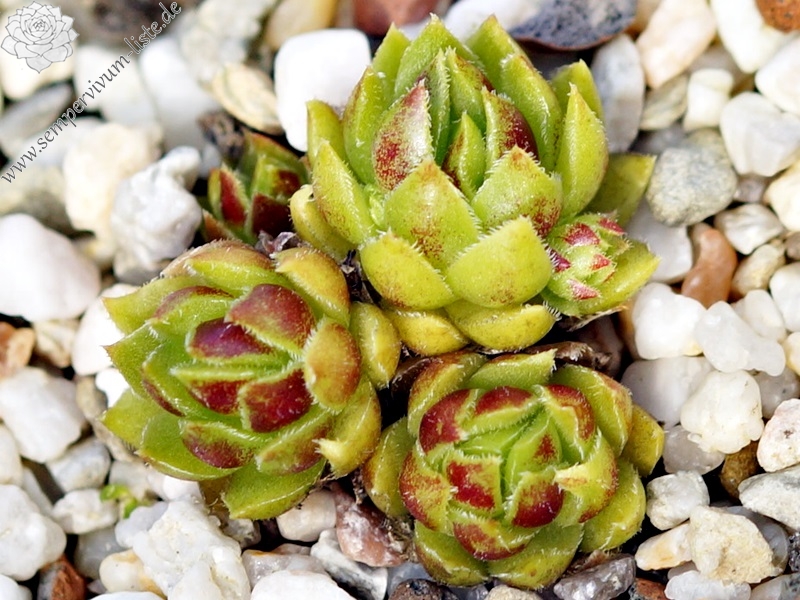 Cora Sun-Drop / Jovi