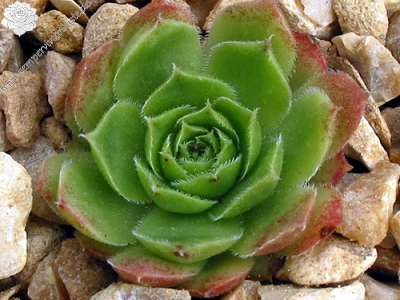 Lovely Green / Jovi