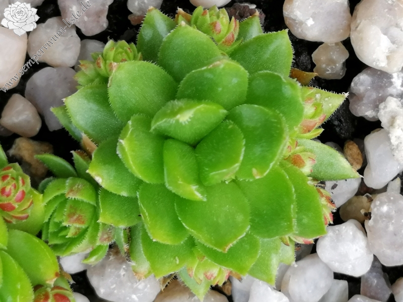 Cora Sun-Drop / Jovi