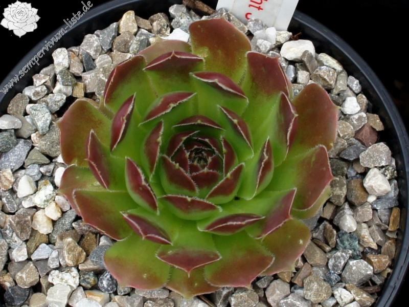 Korspel Midnight / Jovi