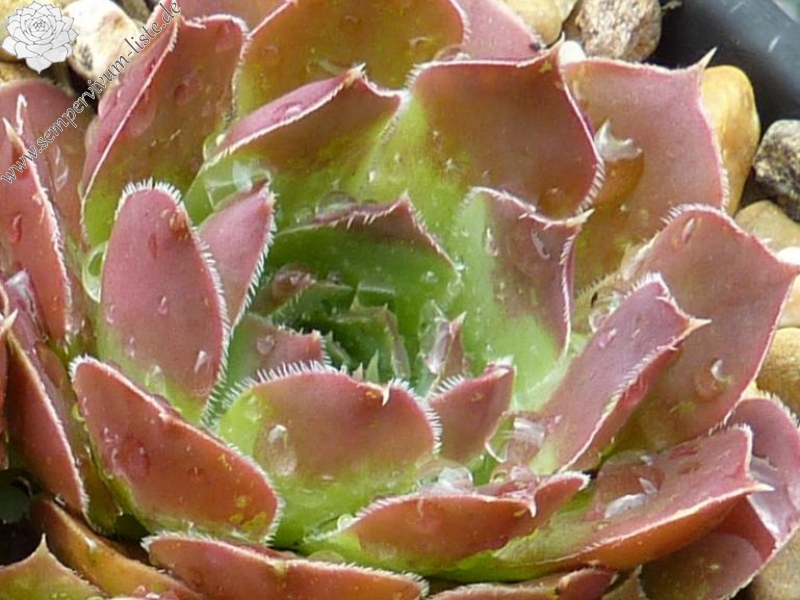 Korspel Midnight / Jovi