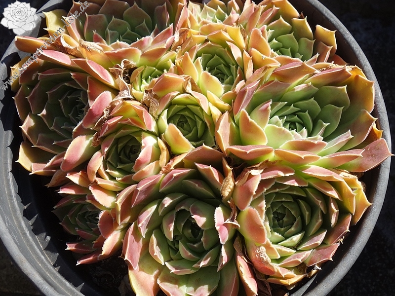 Korspel Midnight / Jovi