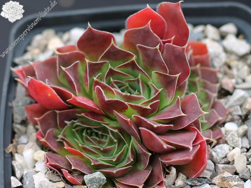 Korspel Midnight / Jovi