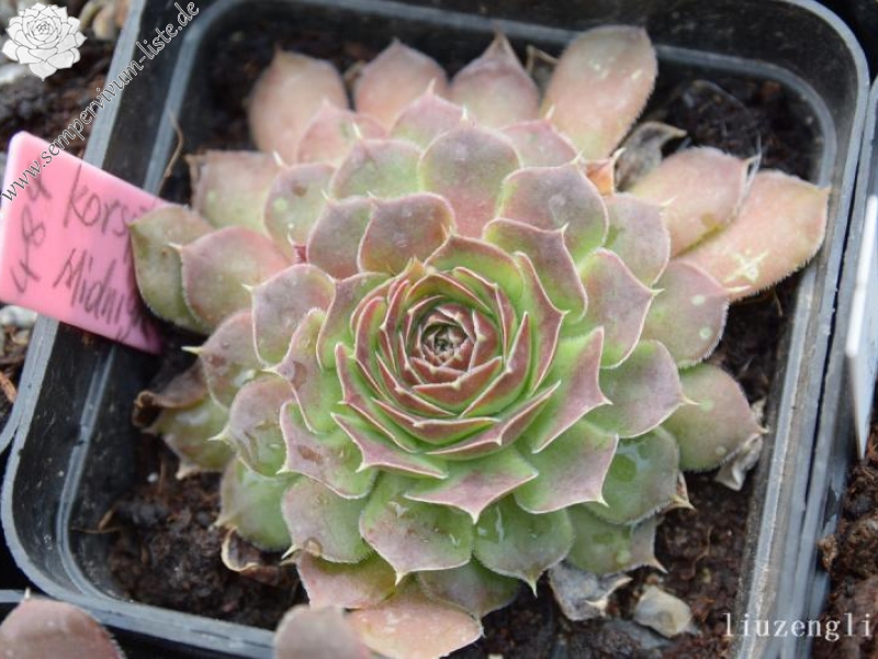 Korspel Midnight / Jovi