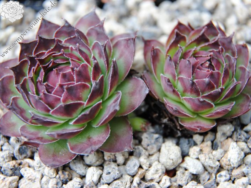 tectorum var. arvernense (italicum)