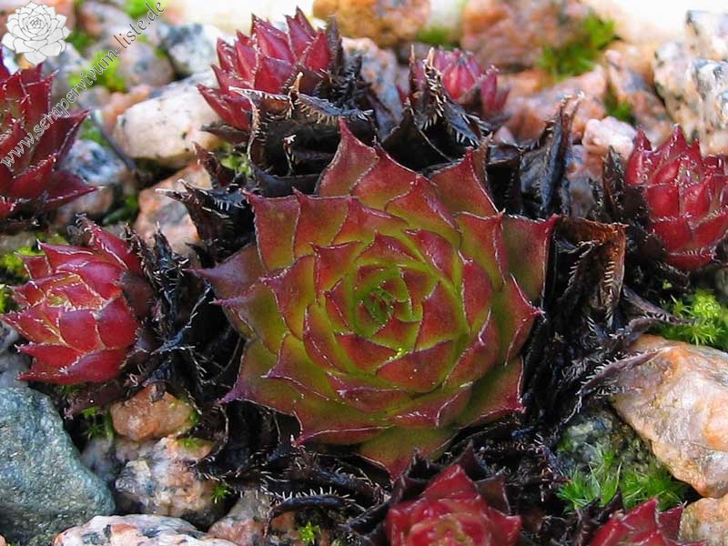 tectorum var. tectorum (juratense)